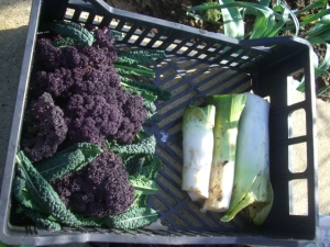 And harvested three rather tired leeks and two kinds of kale for dinner!